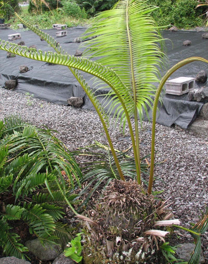 Cycad Cycas tanqingii