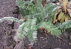 Zamia Species, Cycad 'Zamia angustissima'