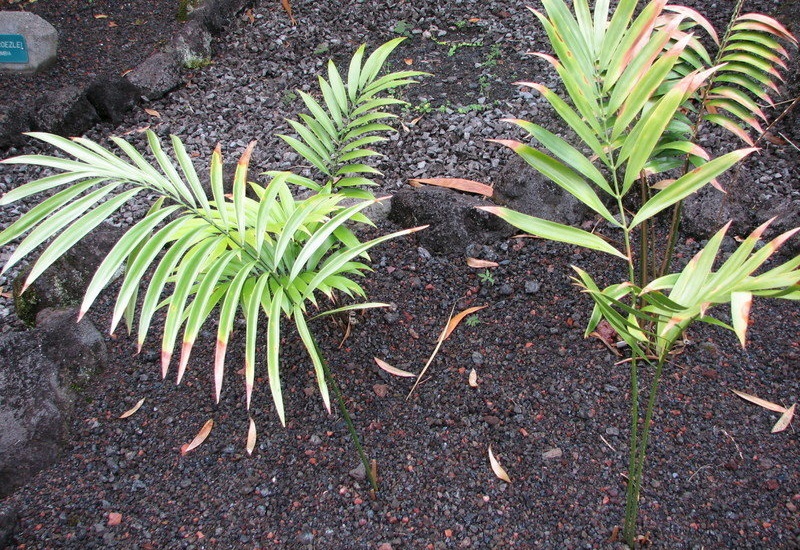 Zamia Species, Cycad, LeCointes Zamia