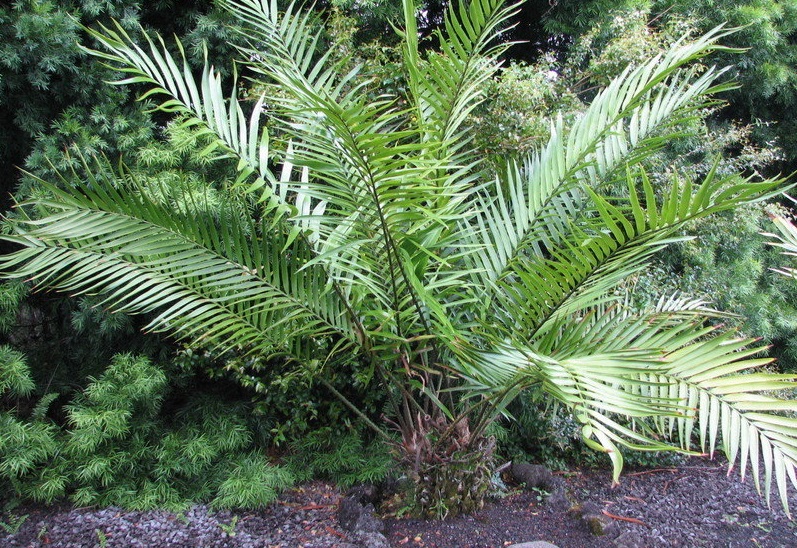 Zamia Species, Cycad, Roezls Zamia
