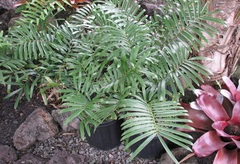 Zamia Species, Cycad 'Zamia erosa'