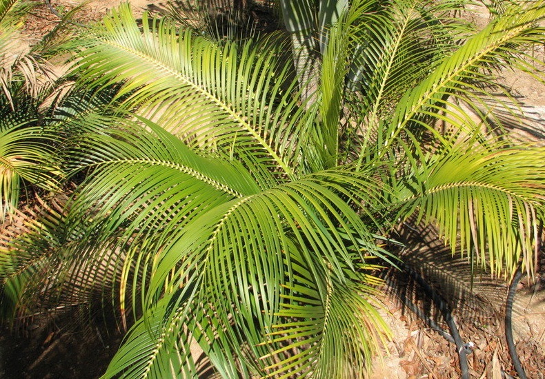 Cycad Macrozamia douglasii