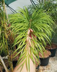 Cycad Cycas multifrondis