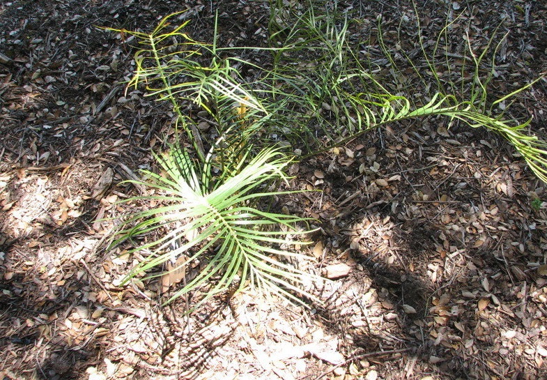Cycad Macrozamia longispina
