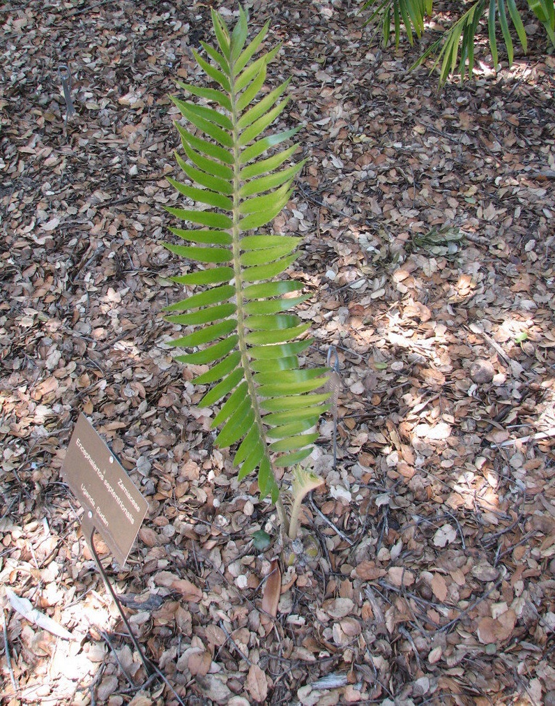 Encephalartos Species, Nile Cycad Encephalartos septentrionalis