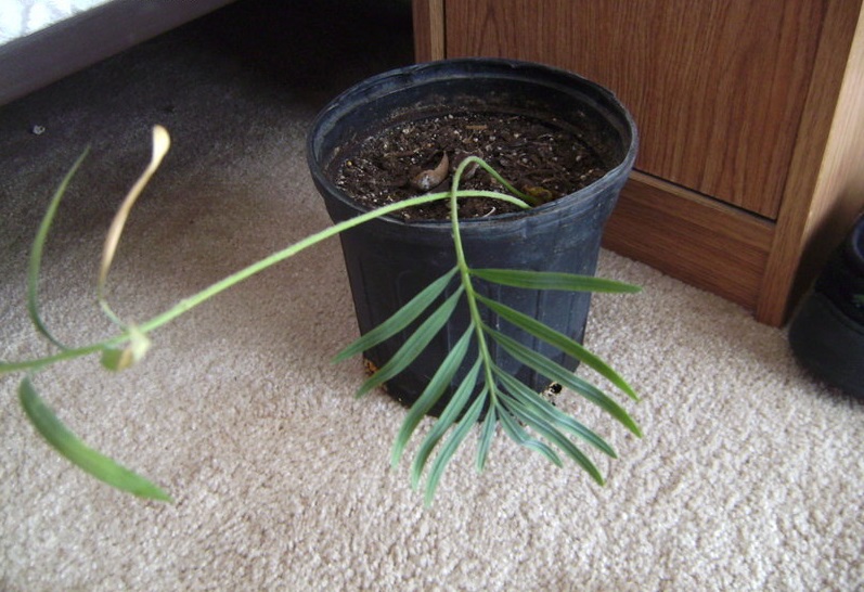 Cycad, White Seeded Sago
