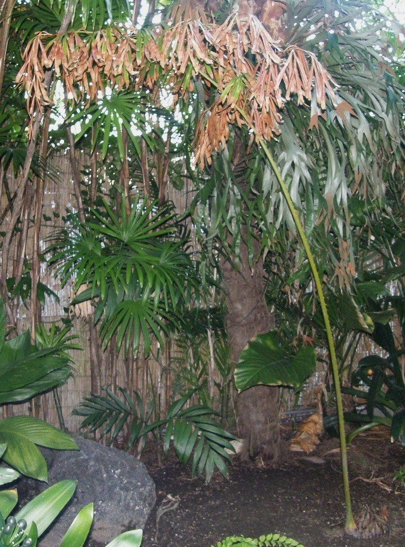 Cycad, Royal Sago