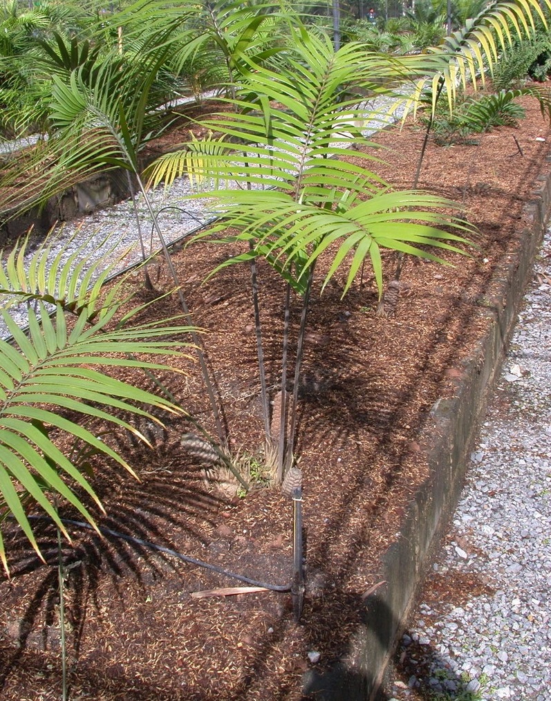 Zamia Species, Cycad, Standleys Zamia
