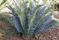 Encephalartos, Alexandria Cycad, Dune Cycad 'Blue'