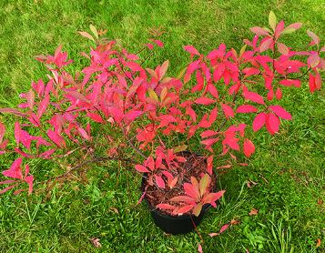 Prostate Sand Cherry, Groundcover Cherry, Creeping Cherry Gus Mehlquist