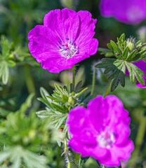 Geranium, Cranesbill, Hardy Geranium 'Buckland Bronze'
