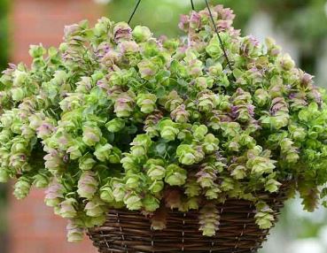 Oramental Oregano
