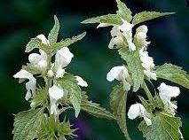 Sundermanns Flowering Oregano
