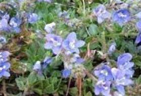 Veronica Species, Thyme-Leaf Speedwell