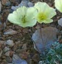 Papaver Species, Walpole's Poppy