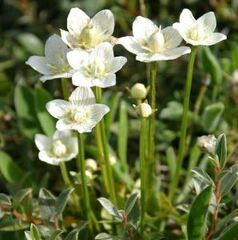 Parnassia Species, Kotzebue's Grass of Parnassus, Small Grass of Parnassus