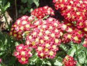 Achillea, Yarrow, Milfoil, Soldiers Woundwort, Staunchweed Strawberry Seduction