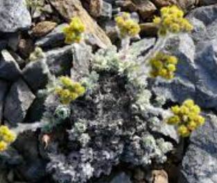 Yellow Ball Wormwood