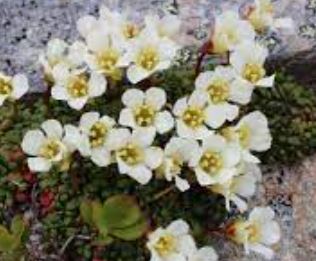 Lapland Diapensia