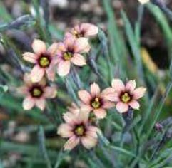 Blue Eyed Grass Raspberry
