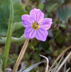 Claytonia Species, Alaska Spring Beauty