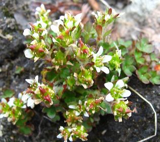 Pygmy Saxifrage
