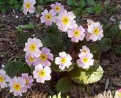 Primula, Carpet Primrose, Juliana Primrose 'Guinevere'