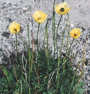 Rupturewort Sea Foam