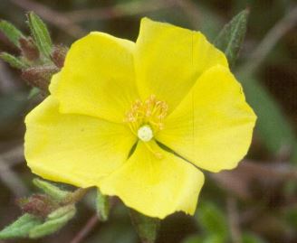 Crocanthemum Species, Bushy Frostweed, Bushy Rockrose