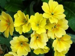 Primula, Common Primrose, English Primrose 'Chic in Yellow'