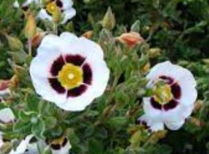 Halimiocistus Hybrid, Winton Halimiocistus, Rockrose, Rock Rose