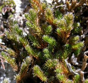 Selaginella Species, Wallace Moss Fern, Wallaces Spikemoss