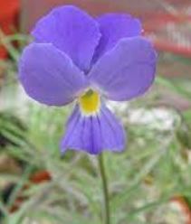 Viola Species, La Palma Violet