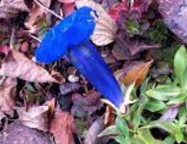 Gentiana, Stemless Gentian, Trumpet Gentian, Blauer Enzian Undulatifolia