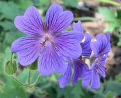 Geranium Species, Mallow-Flowered Cranesbill
