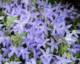 Campanula Cultivar, Serbian Bellflower, Trailing Bellflower White Star