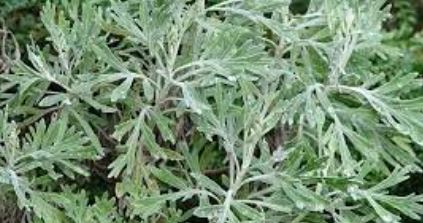 Artemisia Species, Ahinahina, Hinahina Kuahiwi, Oahu Wormwood