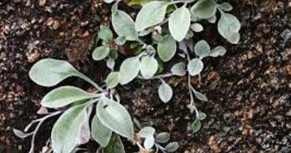 Cliff Cudweed