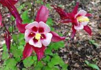 Aquilegia, Origami Hybrid Columbine Origami Mix