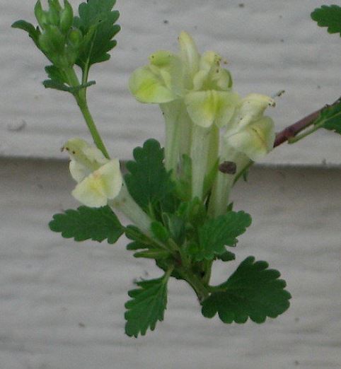 Delphinium Species