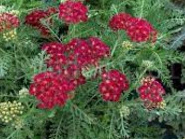 Achillea, Yarrow, Milfoil, Soldiers Woundwort, Staunchweed Pomegranate