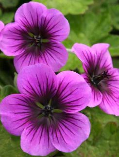 Geranium, Dwarf Cranesbill, Hardy Geranium Perfect Storm