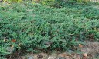 Creeping Juniper, Trailing Juniper, Creeping Cedar Turquoise Spreader