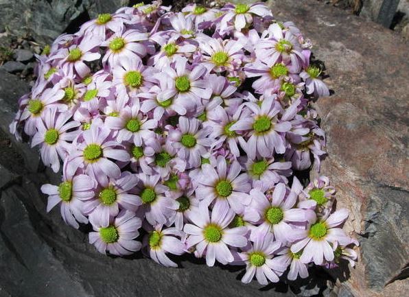 Thyme Duftkissen