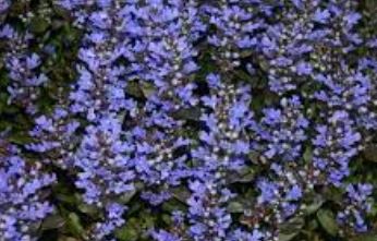 Ajuga, Bugle, Bugleweed, Carpet Bugle Toffee Chip