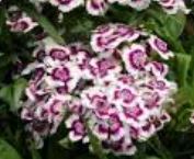 Dianthus, Sweet William Barbarini Lilac
