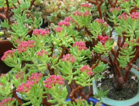 Crassula Ken Aslet