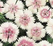dianthus, China Pinks 'Floral Lace Pearl'