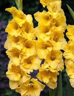 Gladiolus Yellowstone