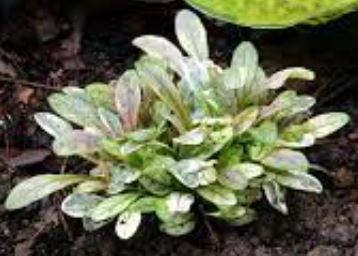 Ajuga, Bugle, Bugleweed, Carpet Bugle Dixie Chip